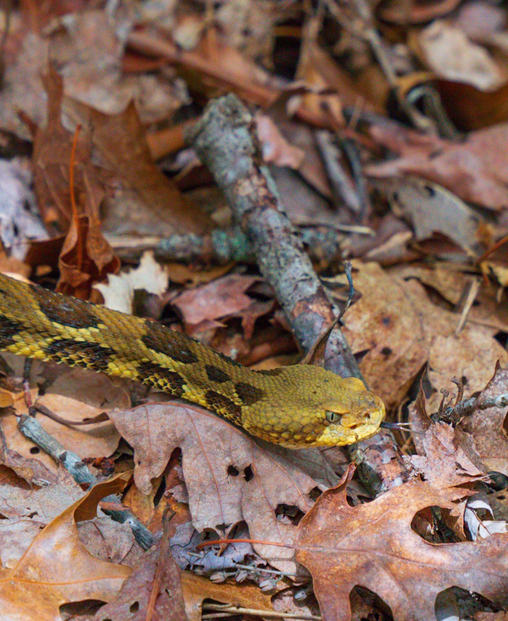 AT 9: Snakes, No Plains (And Arriving In North&nbsp;Carolina)