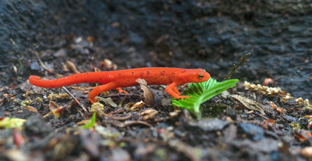 AT 26: Salamanders, Hot&nbsp;Springs