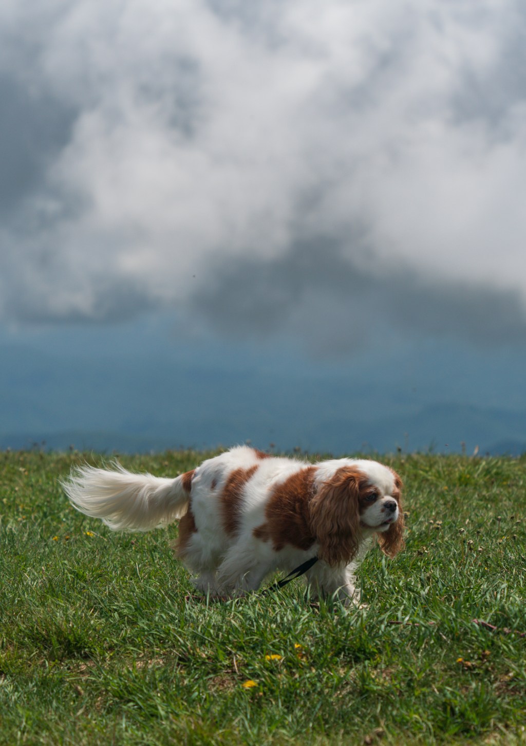 AT 31: Big Bald, Big Miles
