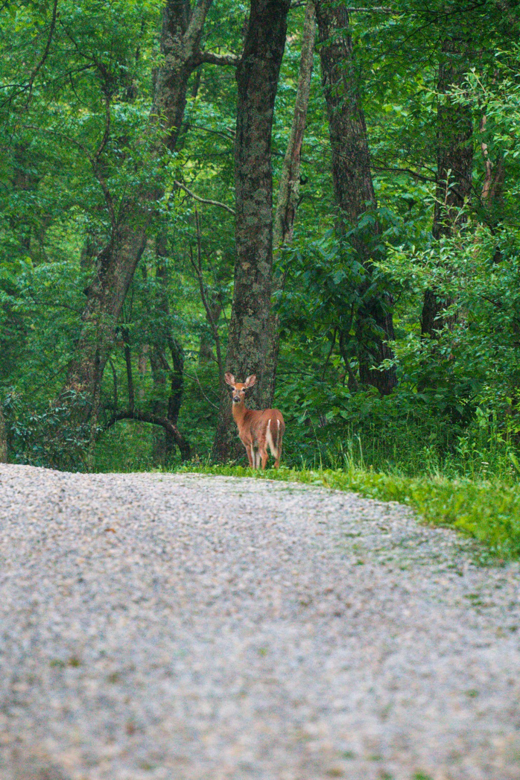 AT 51: Waterfall Bathing, Woods&nbsp;Hole