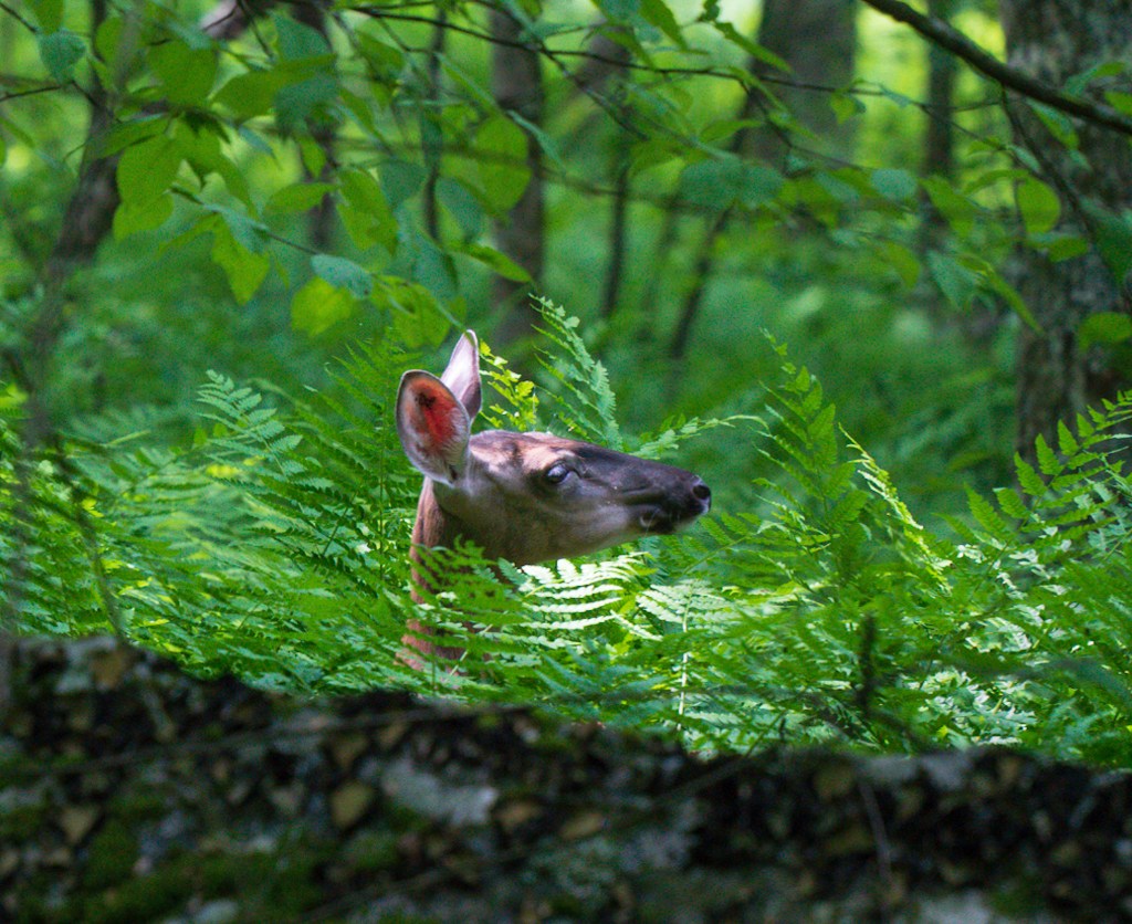 AT 55: Virginia Ridgelines, Trail&nbsp;Magic