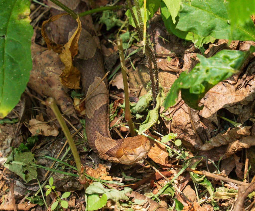 AT 67: Banana&nbsp;Pudding