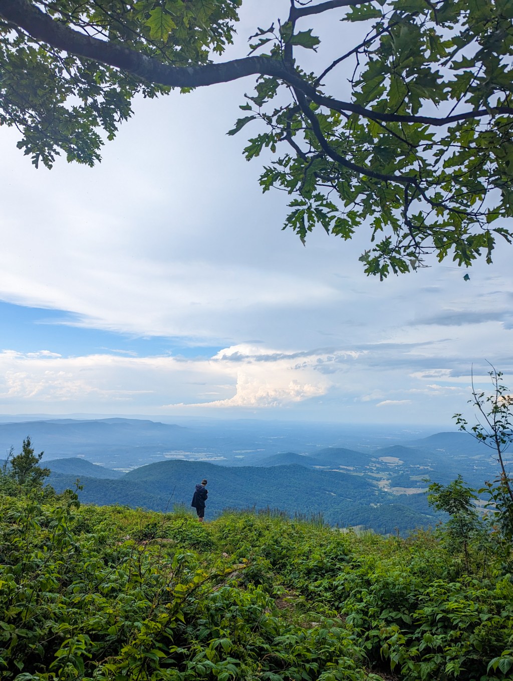 AT 75: Shenandoah&nbsp;Milkshakes