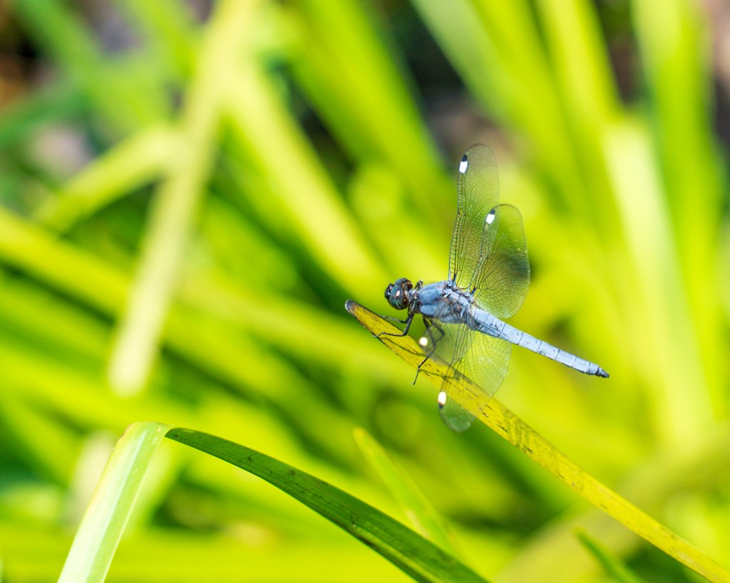 AT 94: What Are We Doing In This&nbsp;Swamp?